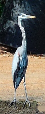 Lagoon birds, Barra de Navidad Jalisco, Mexico