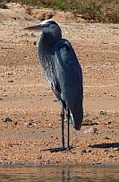 Lagoon birds, Barra de Navidad Jalisco, Mexico