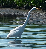 Lagoon birds in Barra de Navidad Jalisco, Mexico