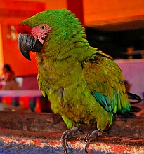 Macaw in Barra de Navidad Jalisco, Mexico