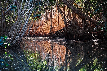Jungle dinghy tour, Tenacatita, Mexico