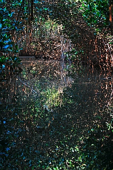 Jungle dinghy tour, Tenacatita, Mexico