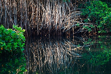 Jungle dinghy tour, Tenacatita, Mexico