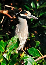 Jungle dinghy tour, Tenacatita, Mexico