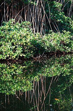 Jungle dinghy tour, Tenacatita, Mexico