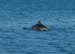 Chippy the dolphin, Tenacatita, Mexico