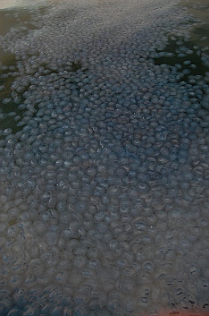 jellyfish in Tenacatita, Mexico