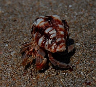 Hermit crabs Isla Colorado anchorage, Chamela Bay