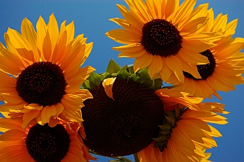 Sunflowers in Bahia Chamela