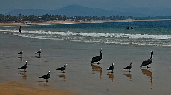birds on the beach in Chamela