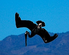 Pelicans dive in Tenacatita (Blue Bay)