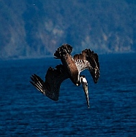 Pelicans dive in Tenacatita (Blue Bay)