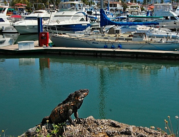 Iguana at Marina Vallarta