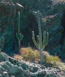 Cactus at Puerto Balandra (Playa Balandra) outside La Paz, Baja California Sur, Sea of Cortez, Mexico