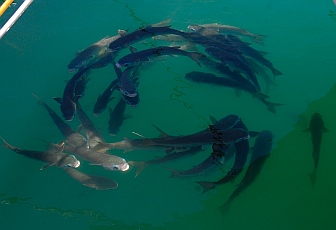 La Paz, Baja California Sur, Sea of Cortez, Mexico