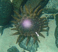 Sunflower starfish at Puerto Balandra (Playa Balandra) outside La Paz, Baja California Sur, Sea of Cortez, Mexico