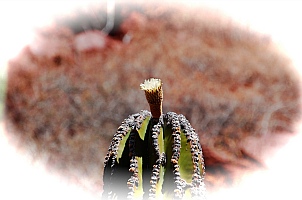 Ensenada Grande, Isla Partida, Islas Espiritu Santos, Baja California Sur, Sea of Cortez, Mexico