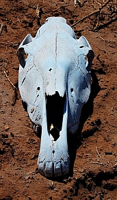 Desert skull, Puerto Agua Verde, Baja California Sur, Sea of Cortez, Mexico