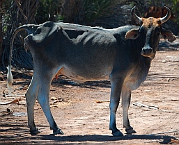 Free range cattle, Puerto Agua Verde, Baja California Sur, Sea of Cortez, Mexico