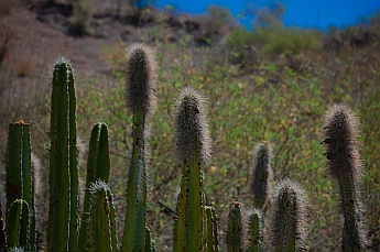 Cactus on our hike, Puerto Agua Verde, Baja California Sur, Sea of Cortez, Mexico
