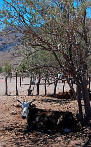 Free range cattle, Puerto Agua Verde, Baja California Sur, Sea of Cortez, Mexico