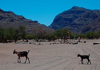 Free range goats, Puerto Agua Verde, Baja California Sur, Sea of Cortez, Mexico