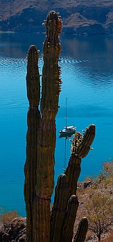 Puerto Agua Verde, Baja California Sur, Sea of Cortez, Mexico