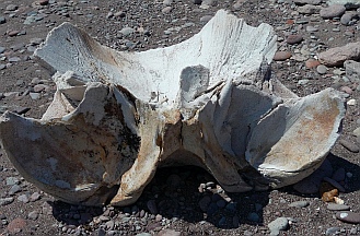 Whale bone, Ensenada de la Ballena / Bahia Berrendo, Baja California Sur, Sea of Cortez, Mexico