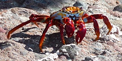 crab, Ensenada de la Ballena / Bahia Berrendo, Baja California Sur, Sea of Cortez, Mexico