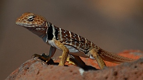Lizard, Playa el Burro, Bahia Coyote in Bahia Concepcion, Sea of Cortez, Mexico