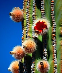 Flowering cactus, Playa el Burro, Bahia Coyote in Bahia Concepcion, Sea of Cortez, Mexico