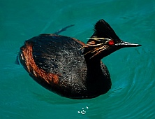 Diving duck, San Juanico, Sea of Cortez, Mexico