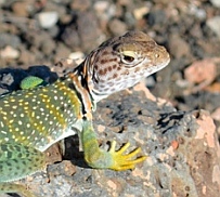 Lizard spotted at Wupatki National Monument, Flagstaff, AZ