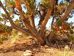 Ponderosa Pine outside Coconino National Forest Bonito Campground.