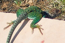 Lizard spotted at Wupatki National Monument, Flagstaff, AZ