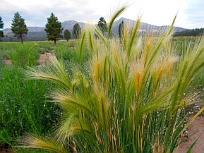 Coconino National Forest, Bonito Campground, Flagstaff, AZ