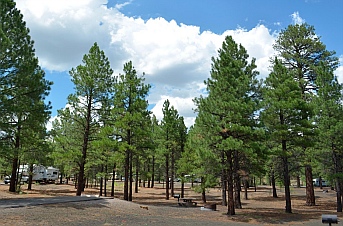Coconino Forest's ponderosa pine woods.