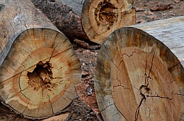 Coconino National Forest, Bonito Campground, Flagstaff, AZ