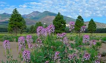 San Francisco peaks, Flagstaff, AZ