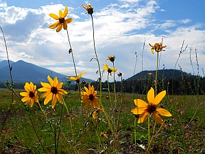 Sunflowers and San Francisco Mountains, Flagstaff, AZ