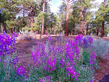 NFS Campground, Coconino National Forest, Bonito Campground, Flagstaff, AZ