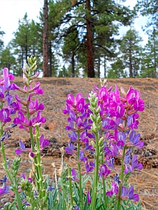 Wildflowers at Bonito Campground, Flagstaff, AZ