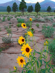 Sunflowers outside Coconino National Forest Bonito Campground.