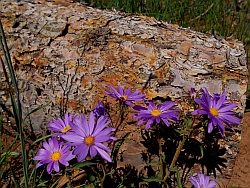 Wildflowers, Dixie National Forest, Utah
