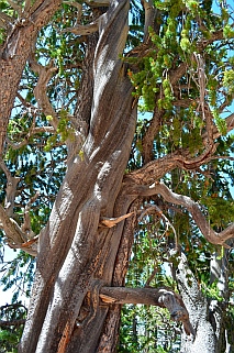Bristlecone Pine, 2,000 years old, Dixie National Forest, Utah