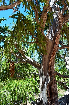 Bristlecone Pine, 2,000 years old, Dixie National Forest, Utah