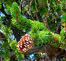 Bristlecone Pine, 2,000 years old, Dixie National Forest, Utah