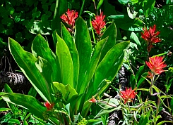 Red indian paintbrush wildflowers at Cedar Breaks National Monument, Utah