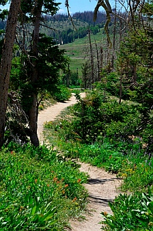Spectra Point Trail, Cedar Breaks National Monument, Utah