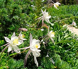 Columbine at Cedar Breaks National Monument, Utah